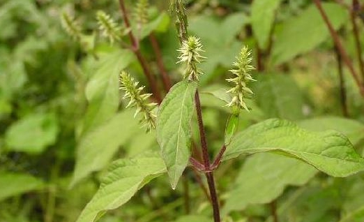 Achyranthes bidentata